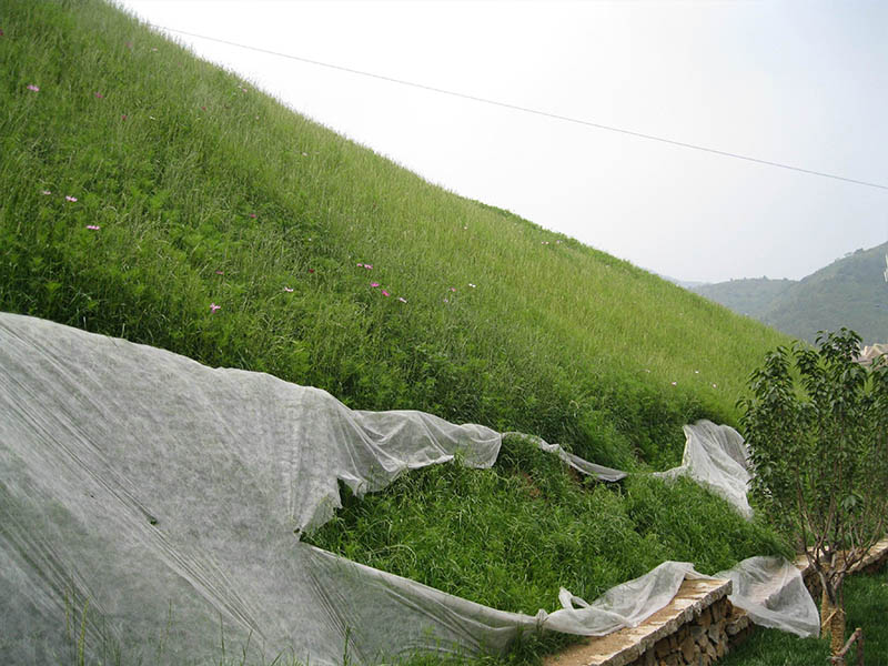 边坡绿化-案例.jpg